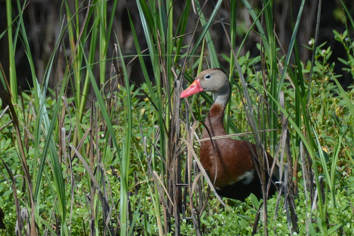Black-bellied Whistling-Duck - Keith McCullough