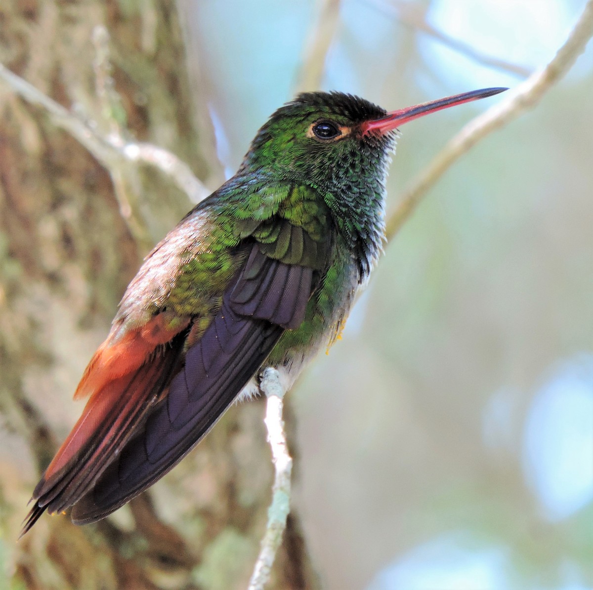Rufous-tailed Hummingbird - ML173459761