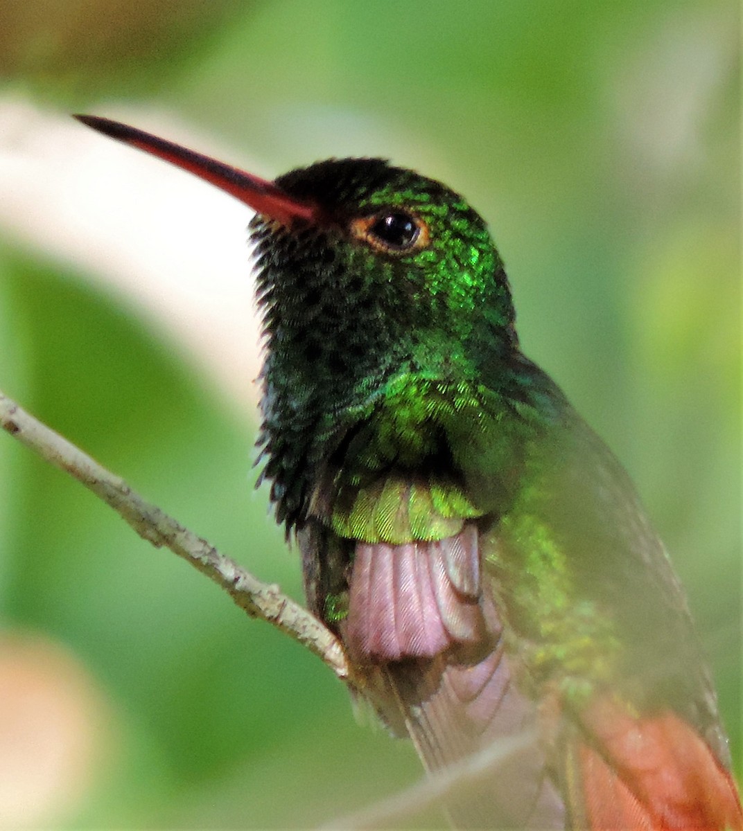 Rufous-tailed Hummingbird - ML173459771