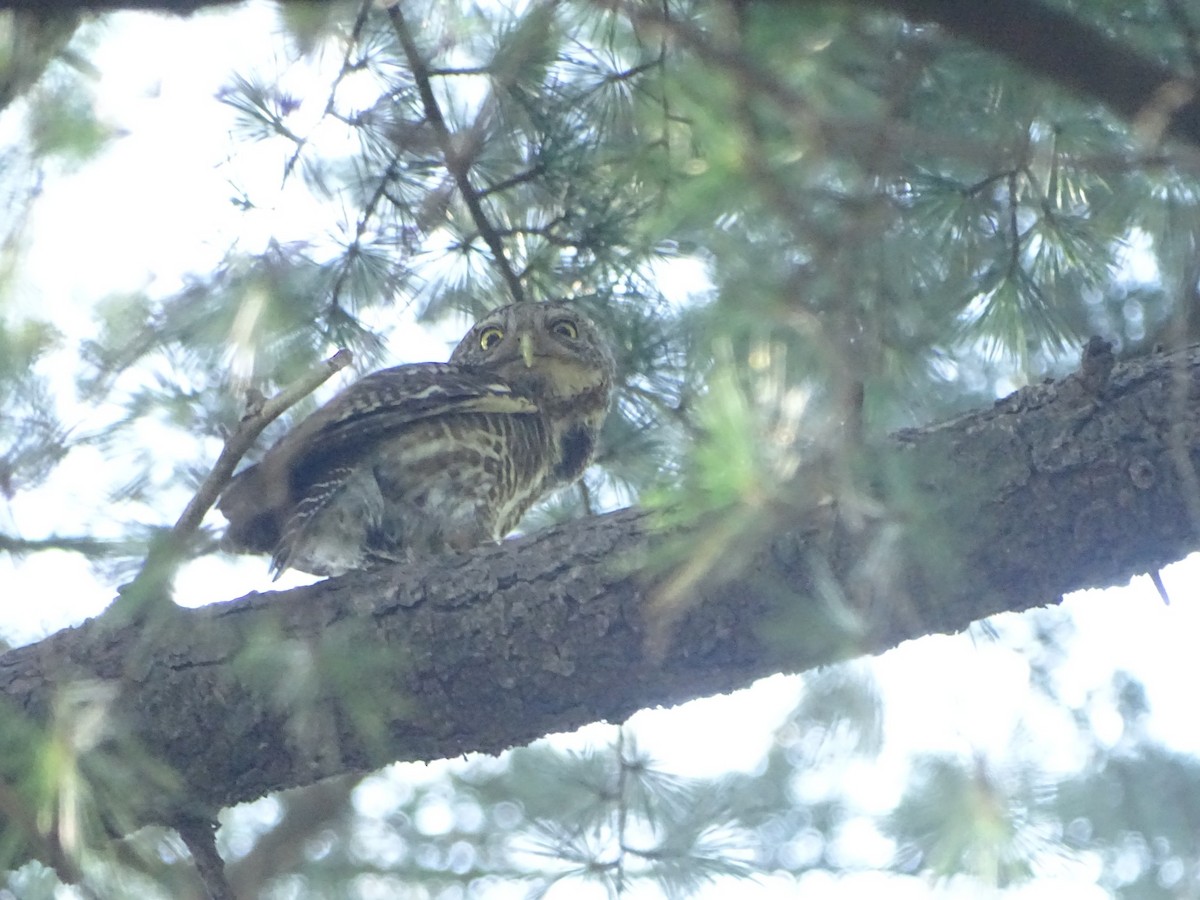 Spotted Owlet - Manoj Karingamadathil