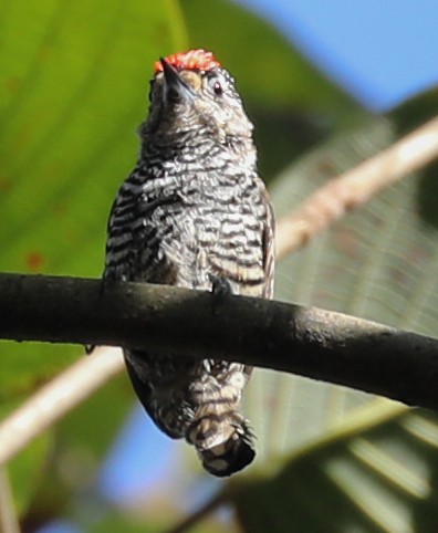 White-barred Piculet - ML173466471