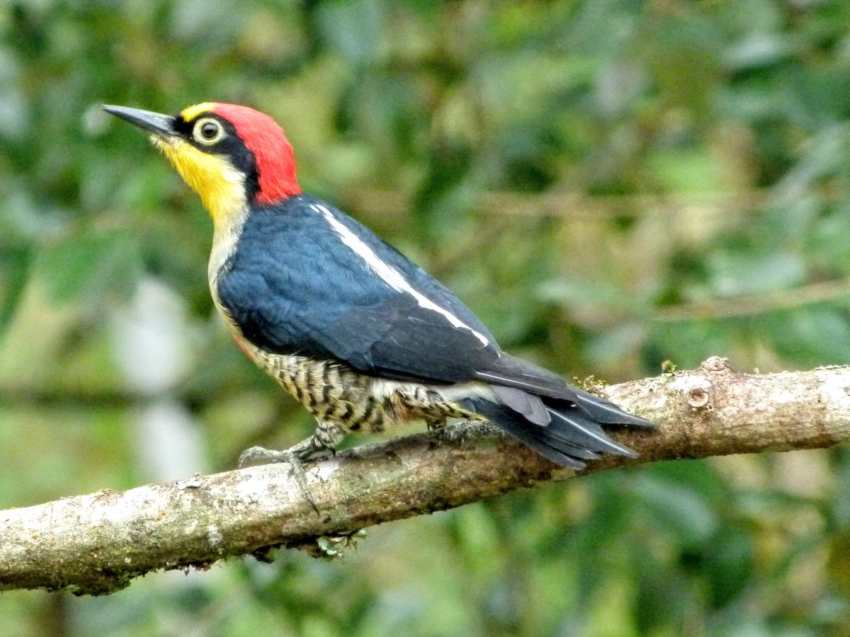 Yellow-fronted Woodpecker - Warren Regelmann
