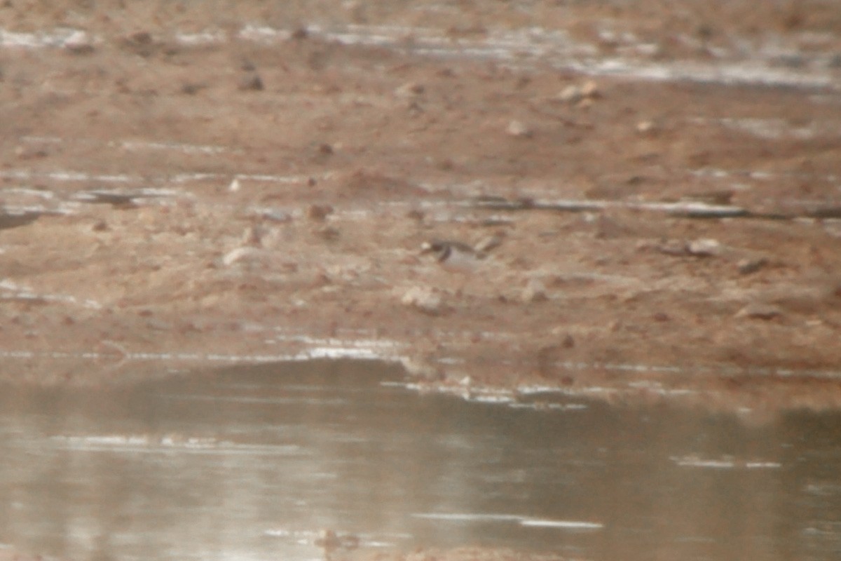 Semipalmated Plover - ML173467321