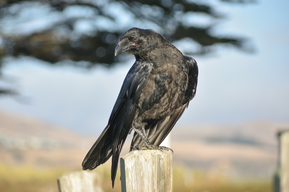 Common Raven - Kate E Magoon