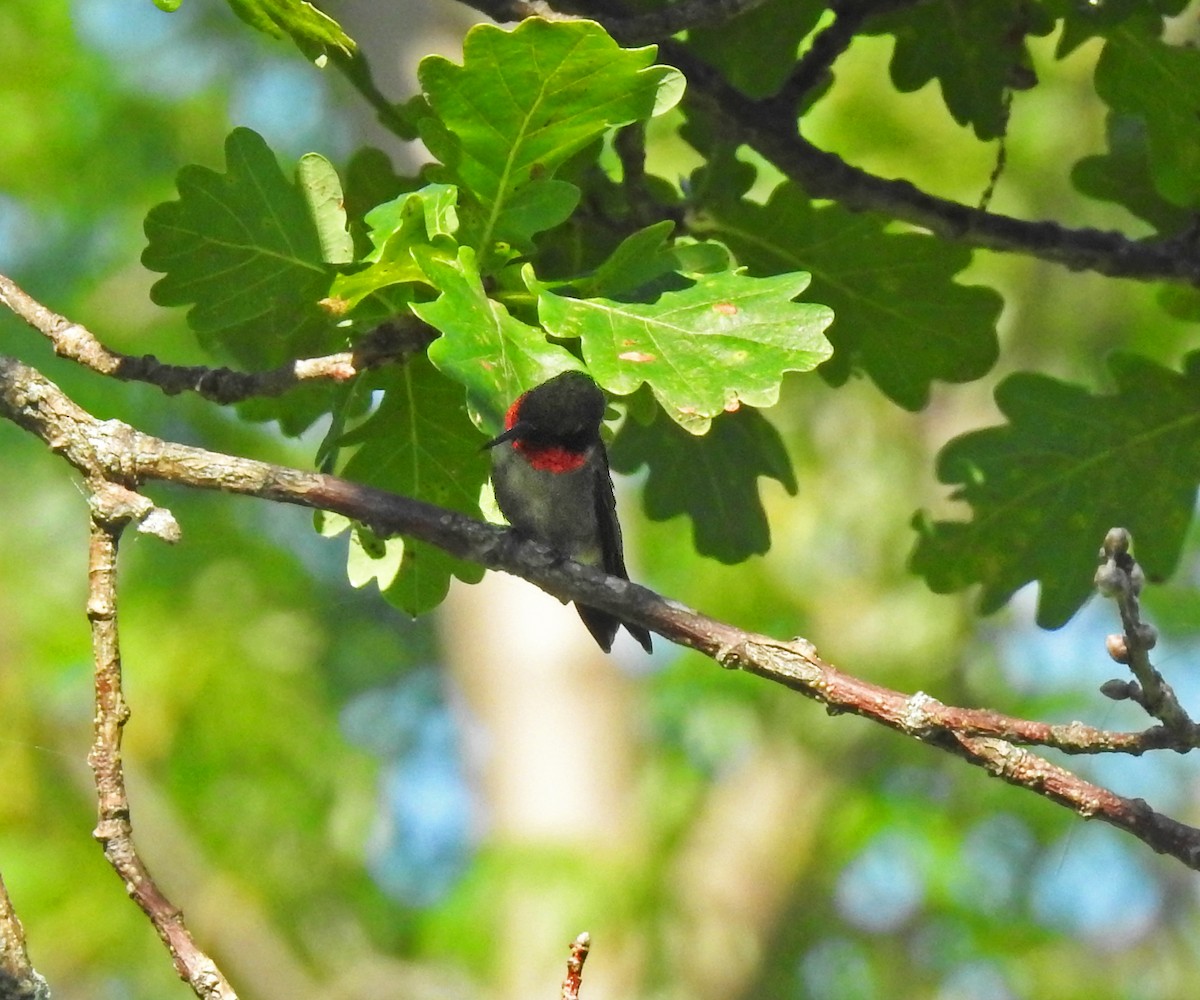 Ruby-throated Hummingbird - ML173469581