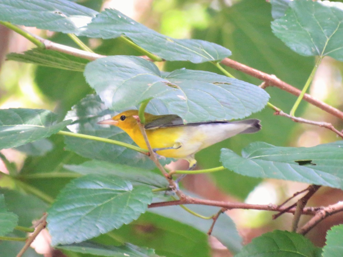 Prothonotary Warbler - ML173475721