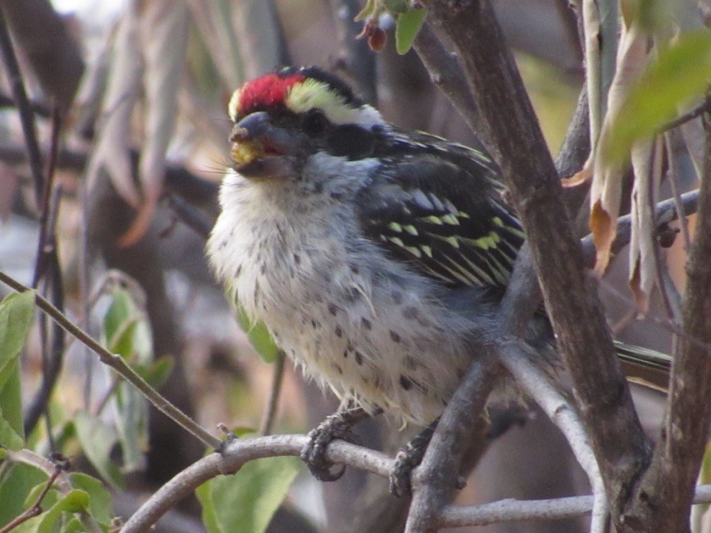 Red-fronted Barbet - ML173478311
