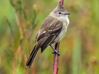 Fiofío crestado - eBird