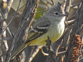  - Plain-crested Elaenia