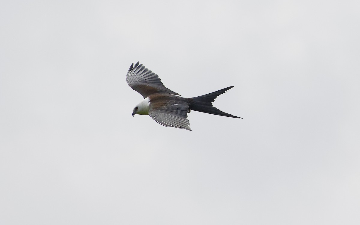 Swallow-tailed Kite - ML173479651