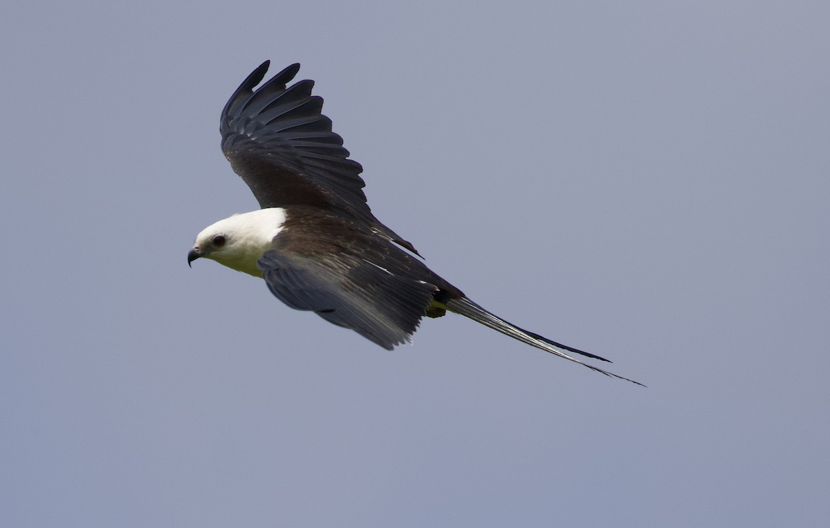 Swallow-tailed Kite - ML173479681