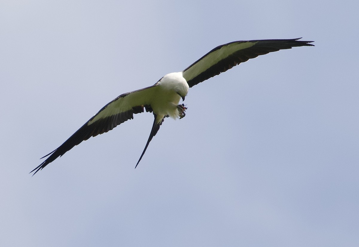 Swallow-tailed Kite - ML173479721