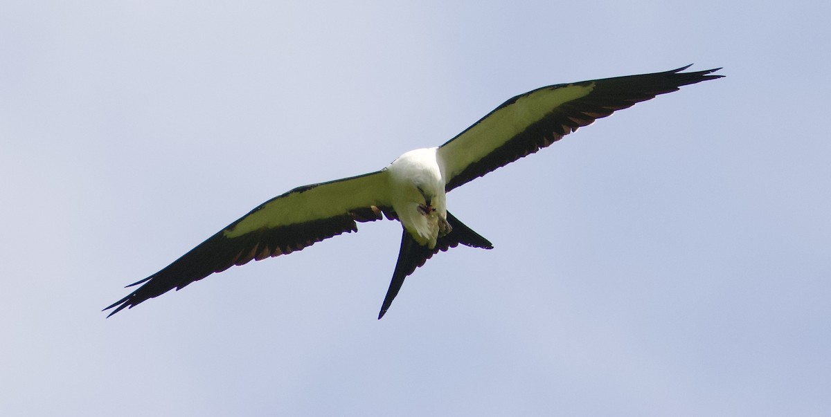 Swallow-tailed Kite - ML173479731