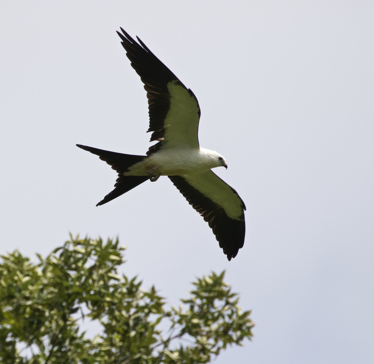 Swallow-tailed Kite - ML173479761