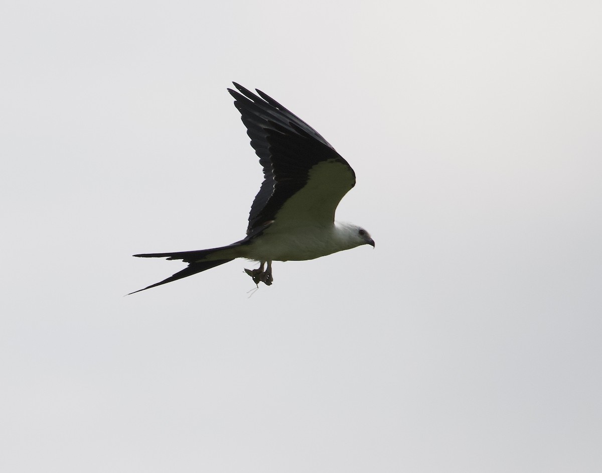 Swallow-tailed Kite - ML173480511