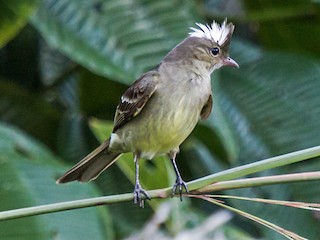  - Mottle-backed Elaenia