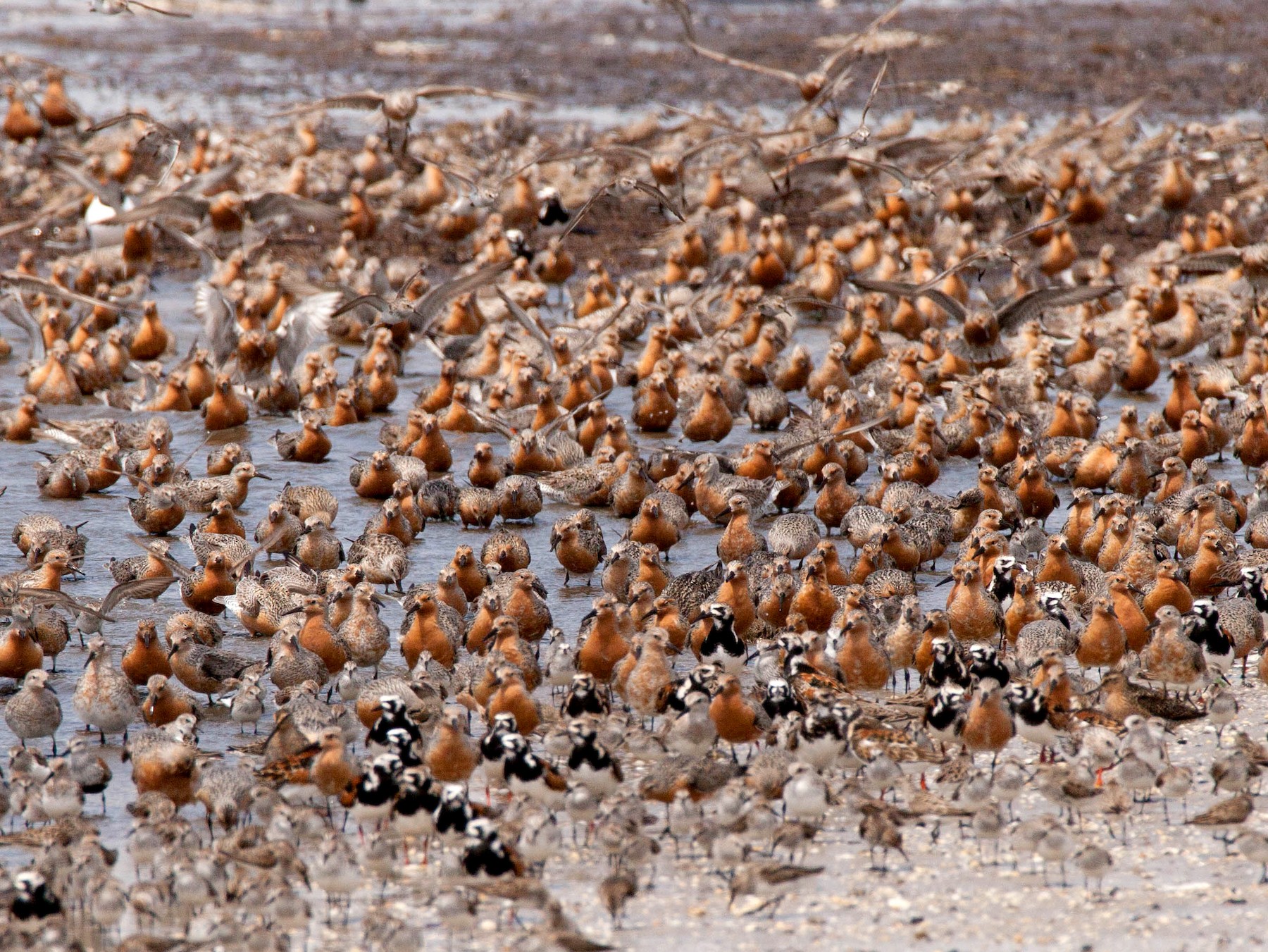 Red Knot - Robert Dorman