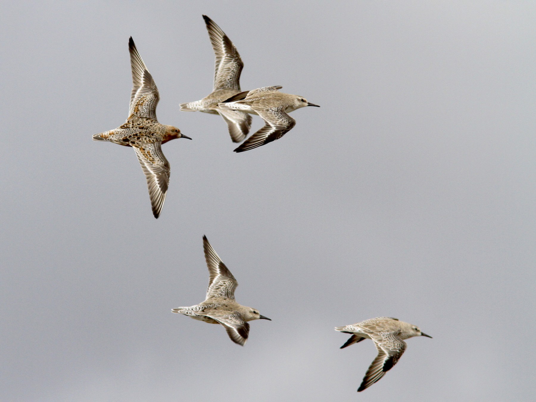 Red Knot - Sean Fitzgerald