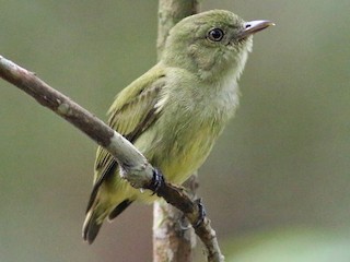  - Dwarf Tyrant-Manakin