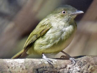  - Sulphur-bellied Tyrant-Manakin