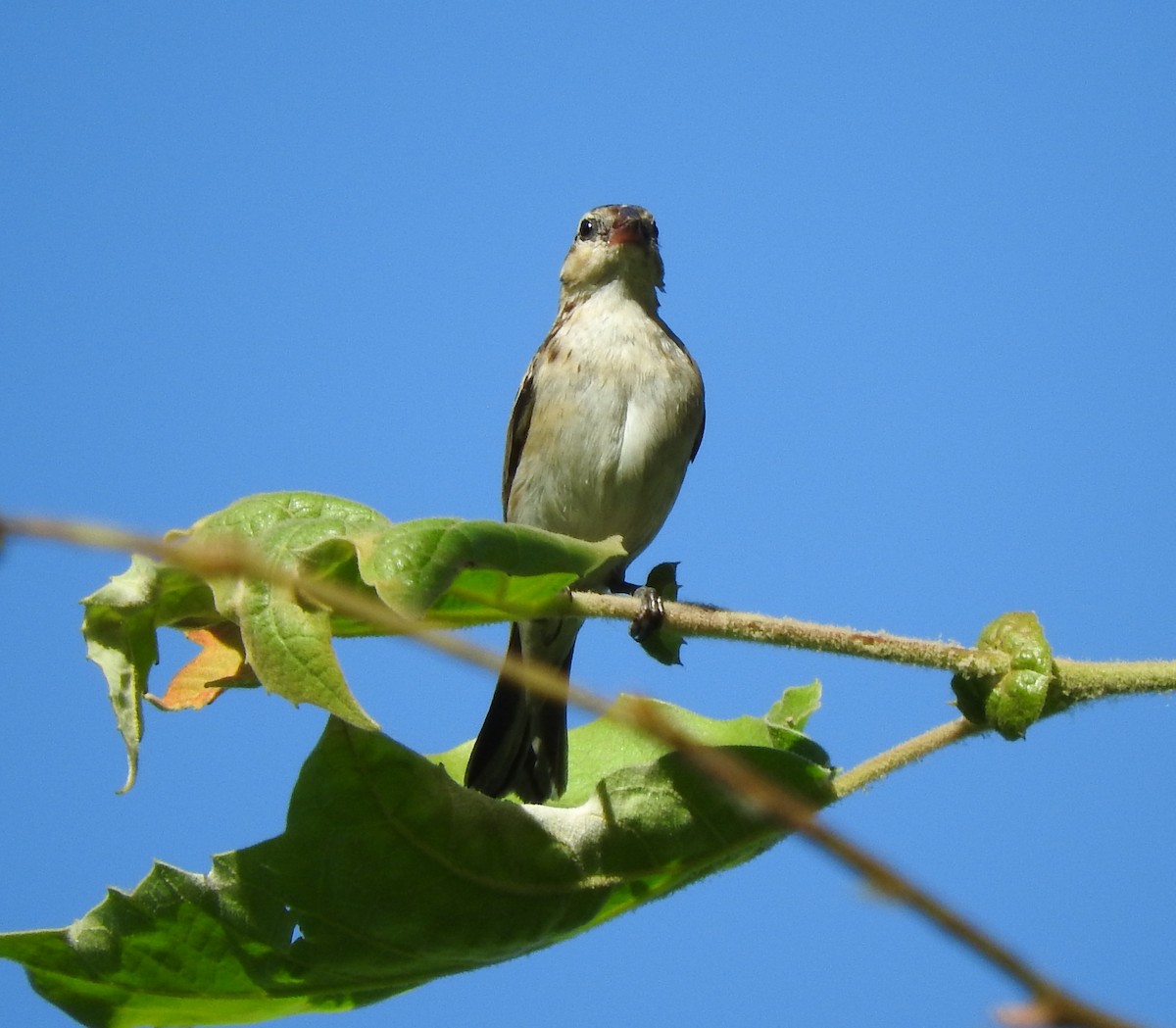 Pin-tailed Whydah - ML173488881