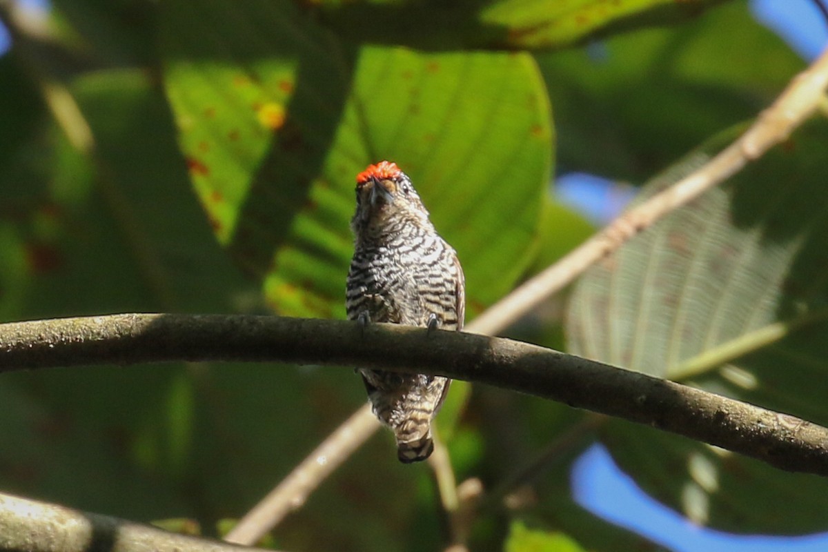White-barred Piculet - Jeffrey Anderson
