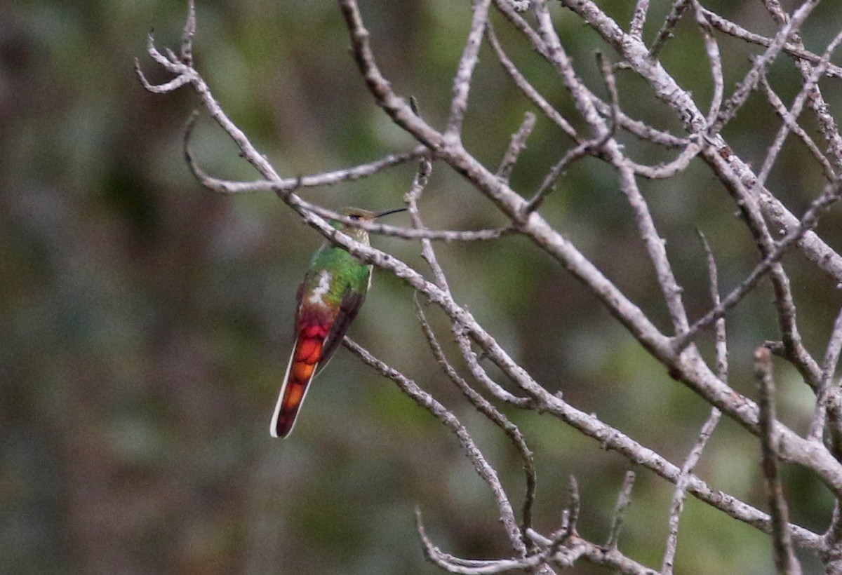 Red-tailed Comet - ML173498941