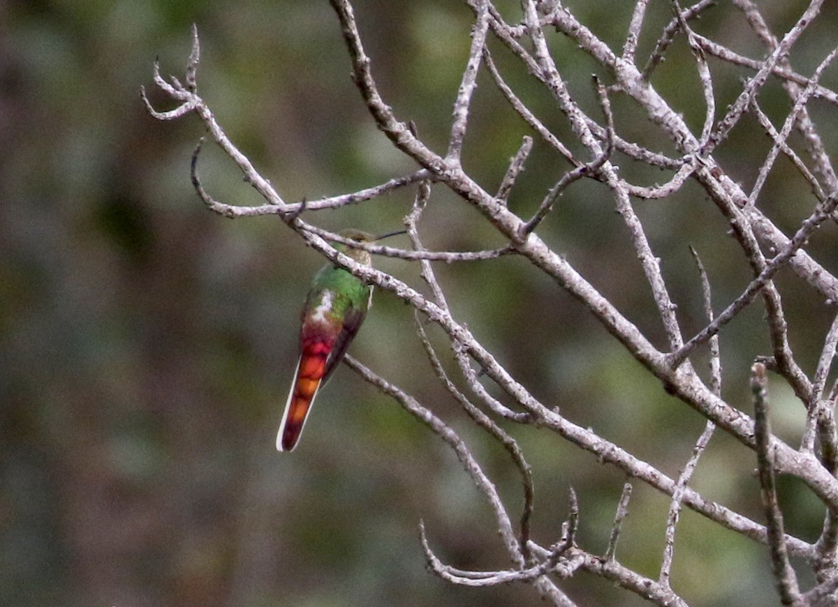 Red-tailed Comet - ML173498951