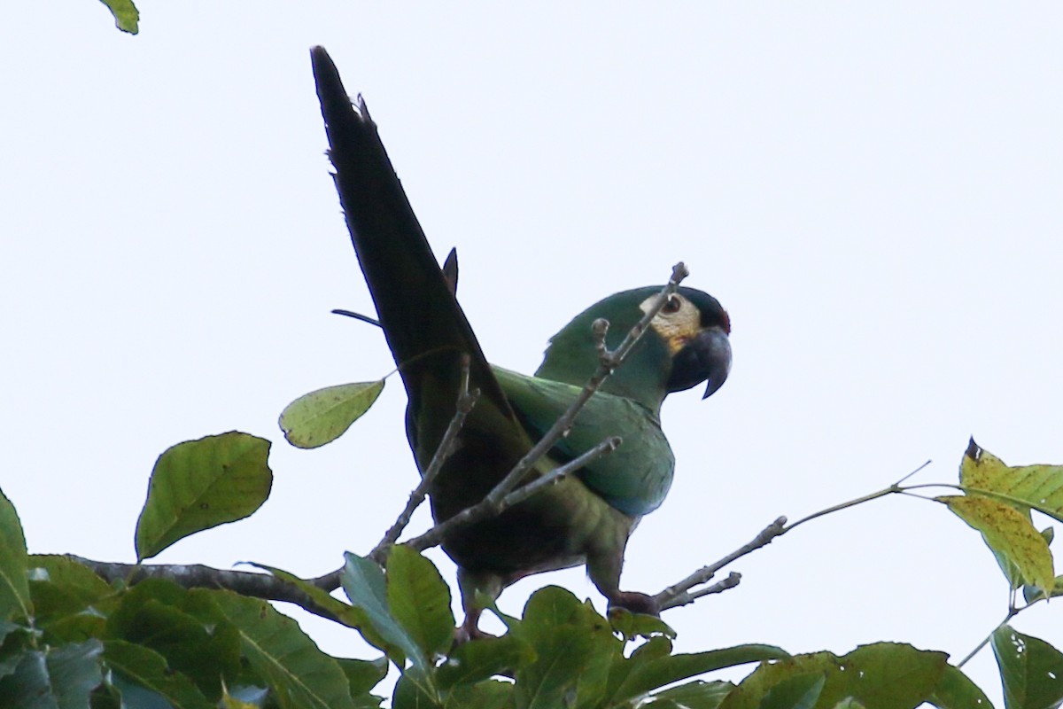 Blue-winged Macaw - ML173502471