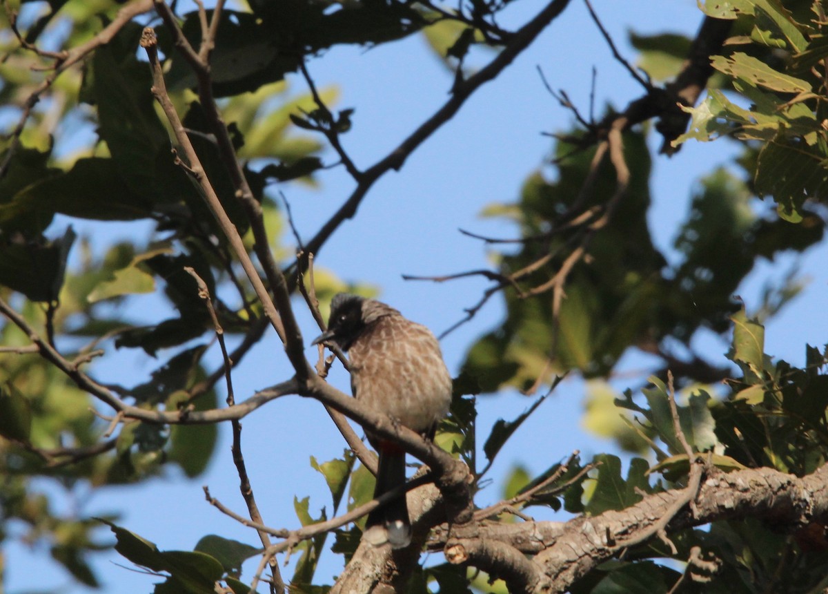 Red-vented Bulbul - ML173502861