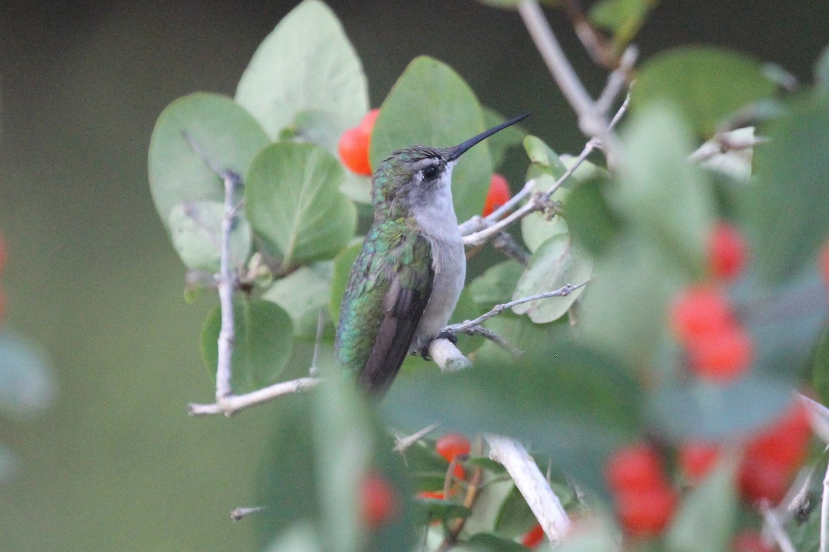 Ruby-throated Hummingbird - Claude Auchu