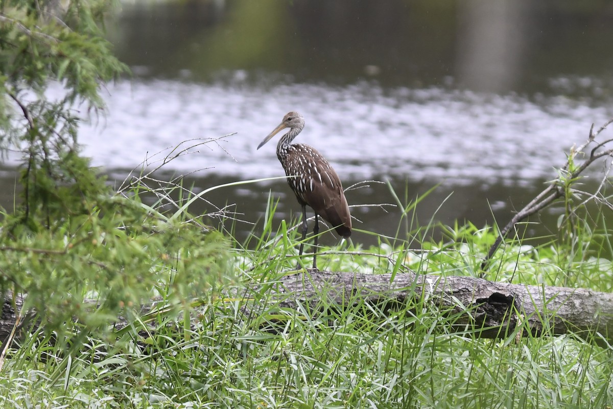 Limpkin - Mike Charest