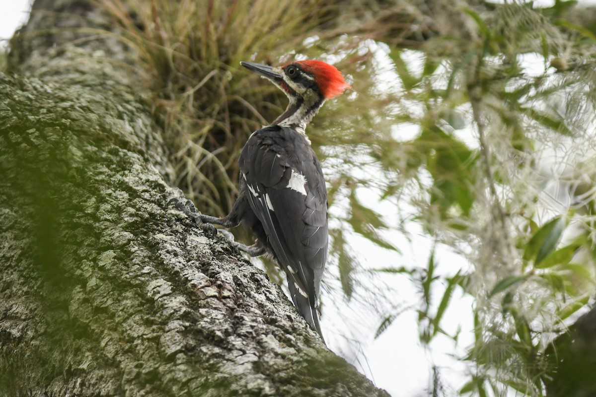 Pileated Woodpecker - Mike Charest