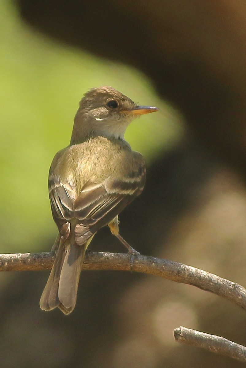 Willow Flycatcher - Patricia Isaacson