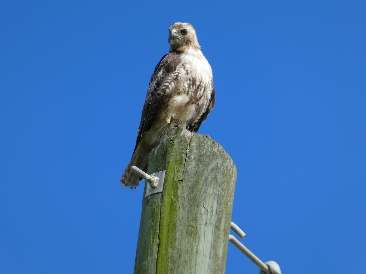 Red-tailed Hawk - ML173508041