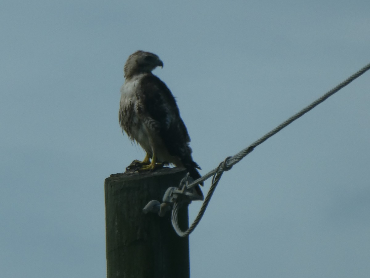 Red-tailed Hawk - ML173508071