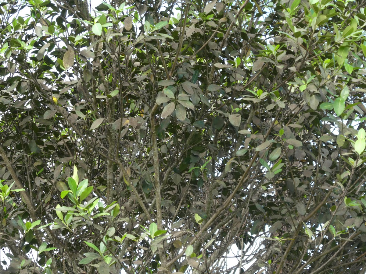 Yellow-throated Warbler - ML173509411
