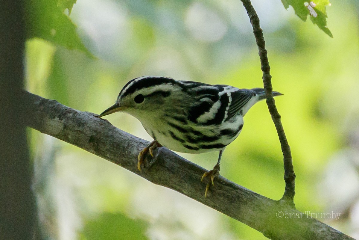 Black-and-white Warbler - Brian Murphy