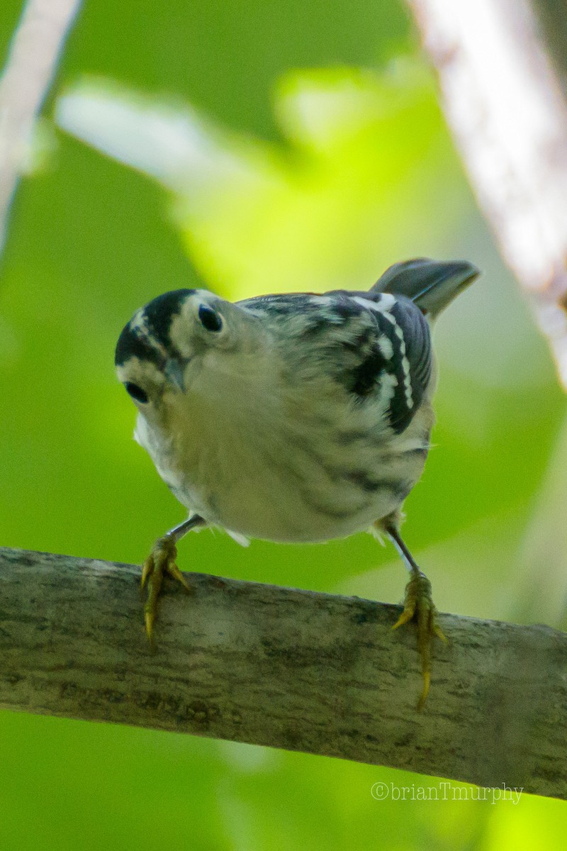 Black-and-white Warbler - ML173509961