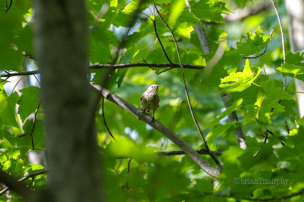 Cape May Warbler - ML173509981