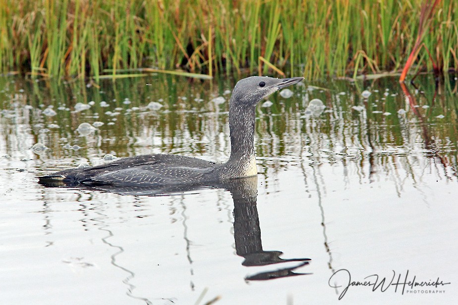 Red-throated Loon - ML173510061