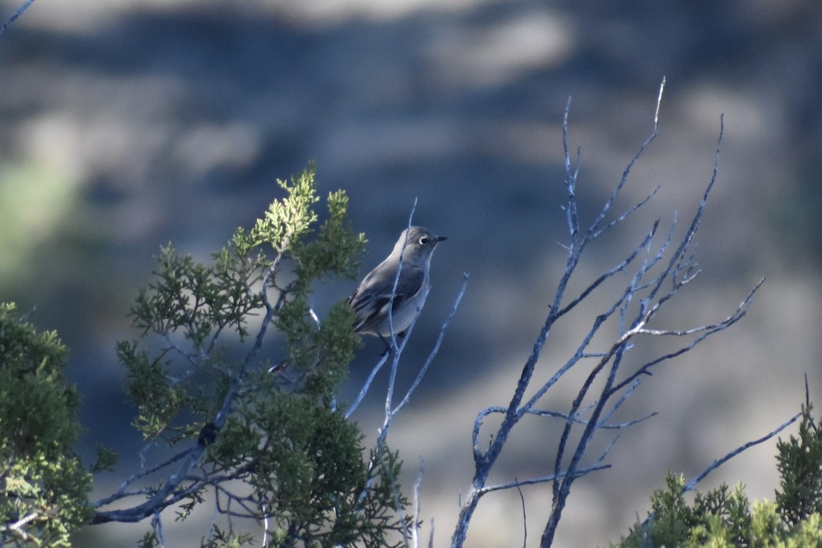 Townsend's Solitaire - ML173512991