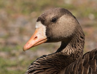 Greater White-fronted Goose, ML173514191