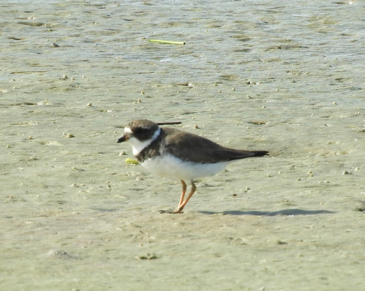 Semipalmated Plover - ML173514531
