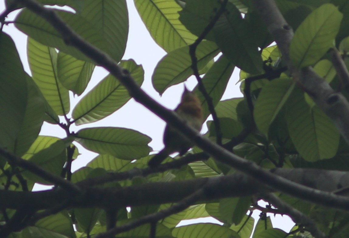 Brown-chested Barbet - ML173517001