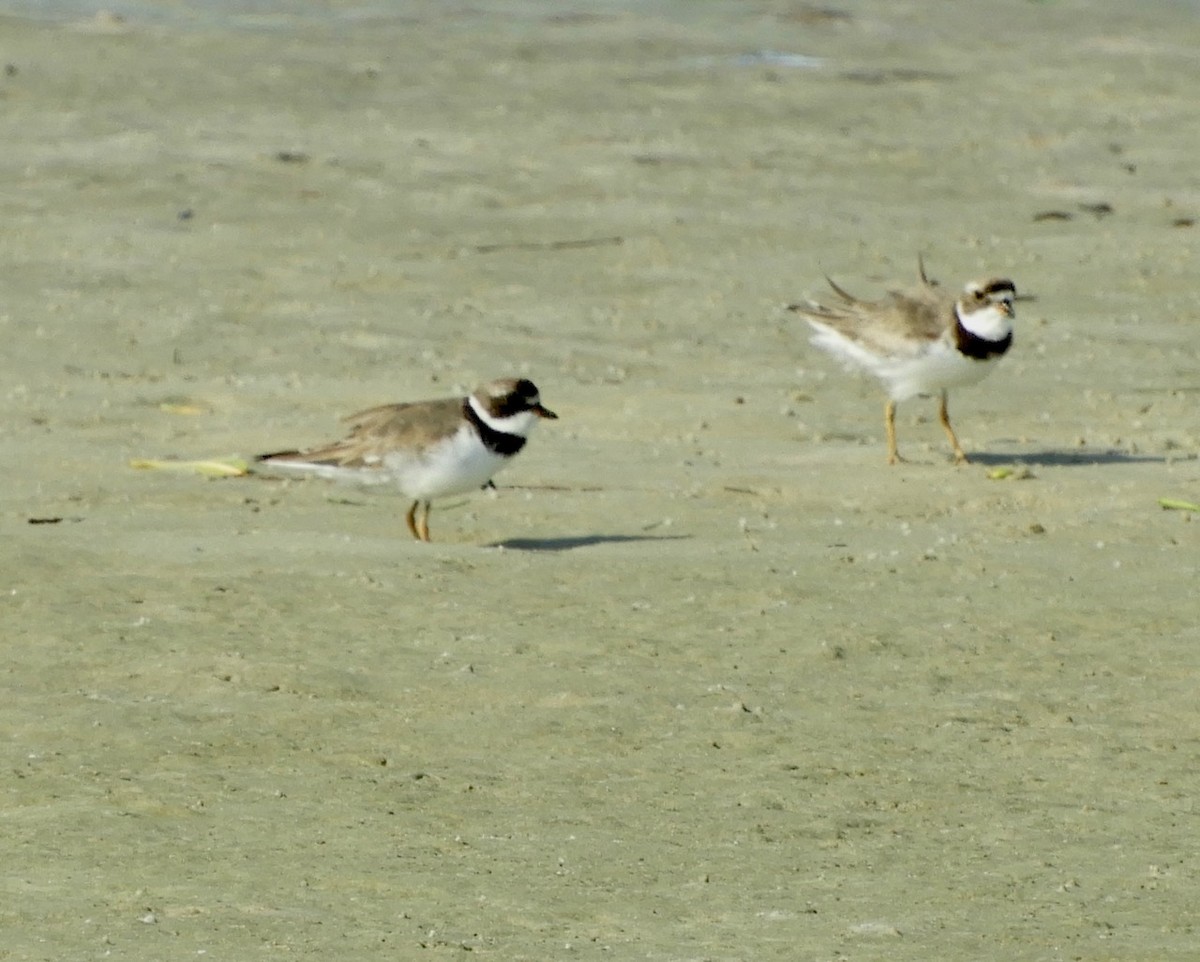 Semipalmated Plover - ML173518501