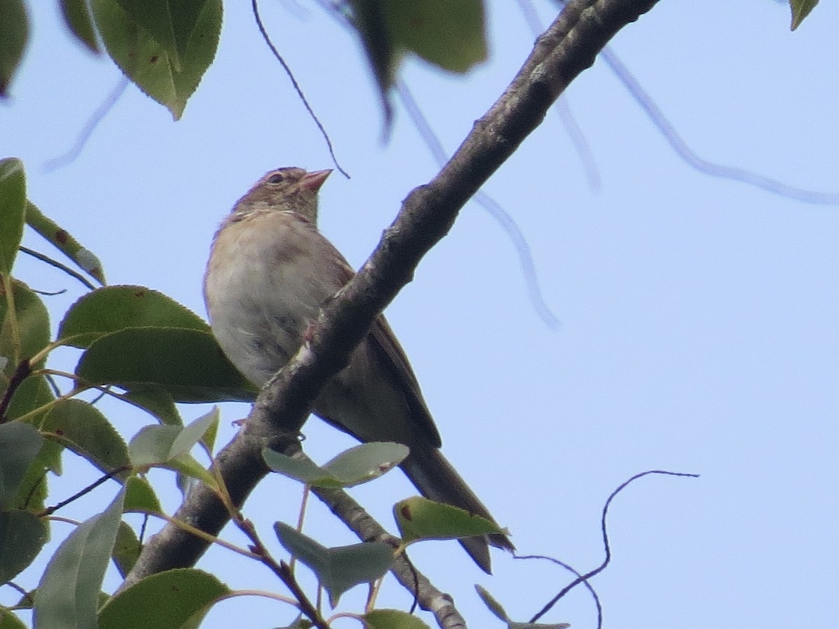 Field Sparrow - ML173520931