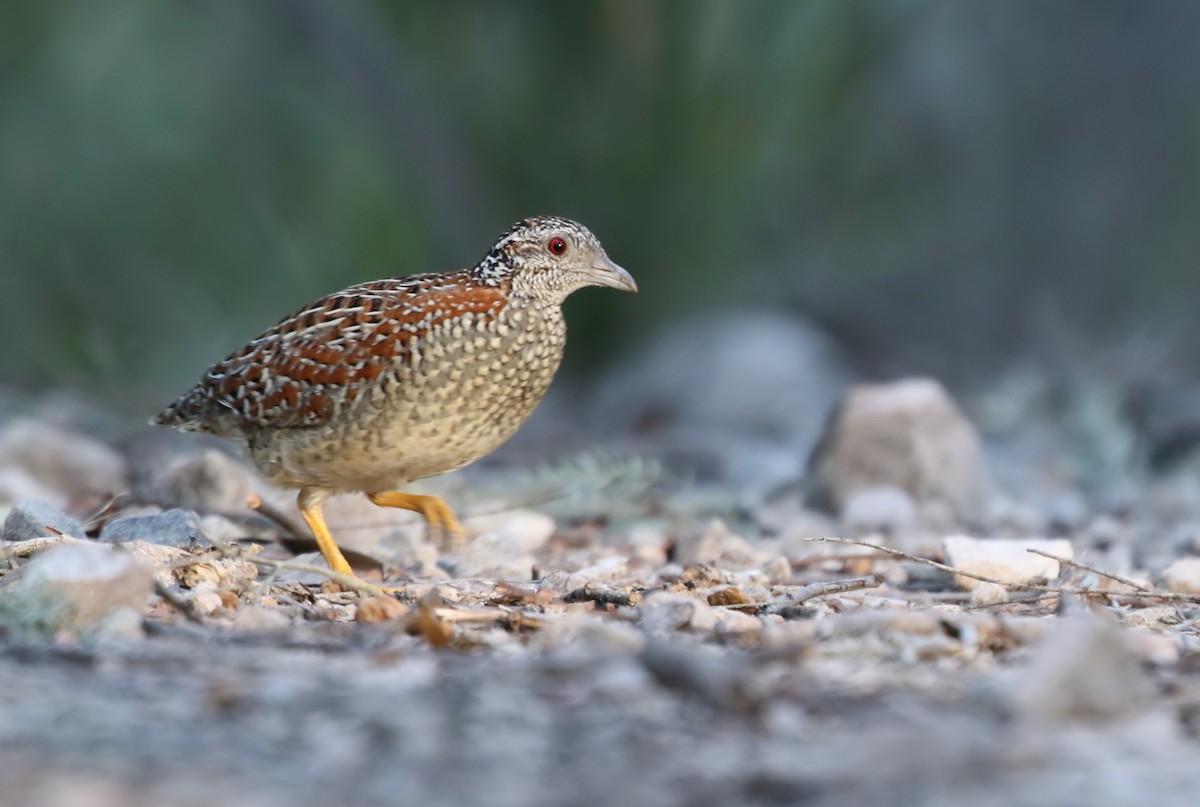 Painted Buttonquail - ML173521241
