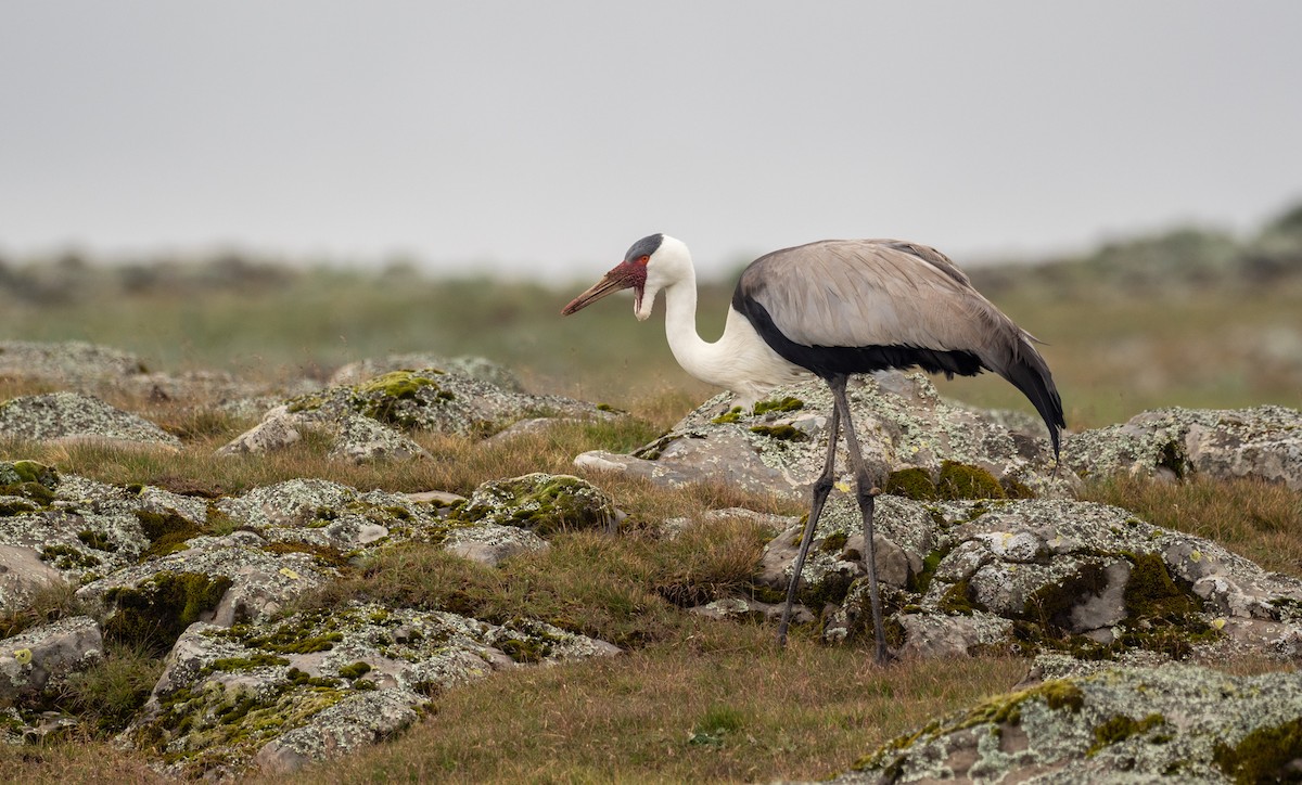 Wattled Crane - Forest Botial-Jarvis