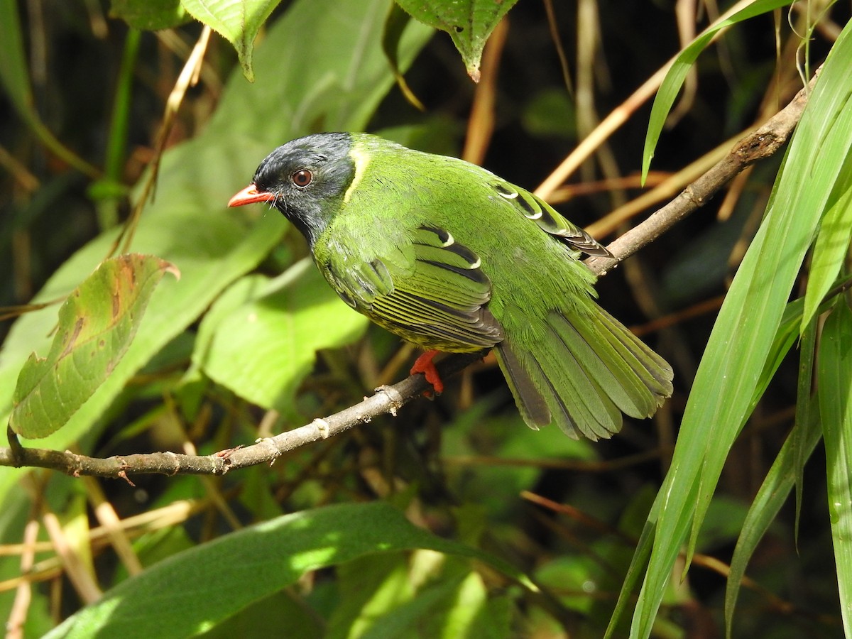 Green-and-black Fruiteater - ML173527371